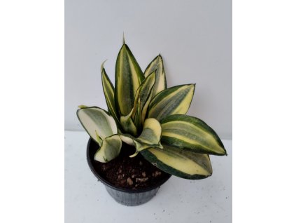 Sansevieria 'Hahnii Variegata'