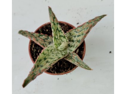 Aloe zebrina 'Pink Blush'