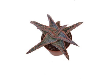 Aloe zebrina 'Dannyz'