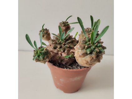 Euphorbia bupleurifolia