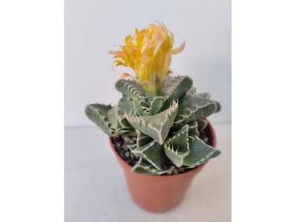 Faucaria tigrina