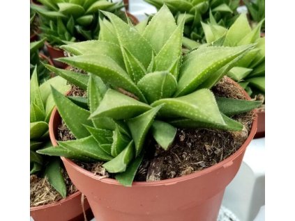 Haworthia baylissii
