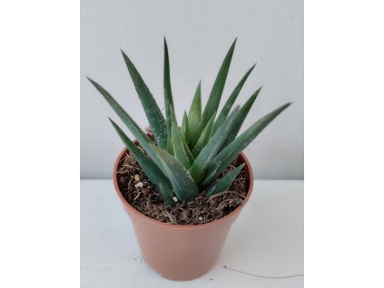 Haworthia glauca