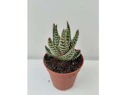 Haworthia margaritifera
