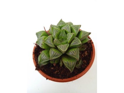 Haworthia retusa
