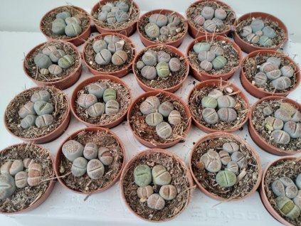 Lithops spec. (mix)