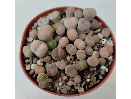 Lithops - velký trs (mix)