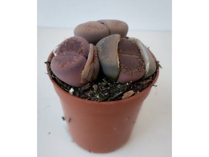 Lithops aucampiae cv. Rudesheim Ruby