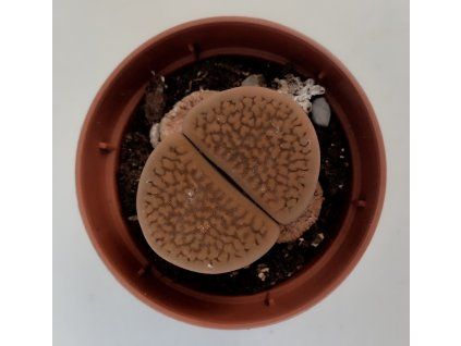 Lithops sp. (#2)