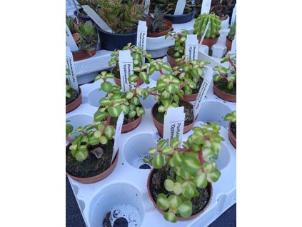 Portulacaria afra 'Optimedica'
