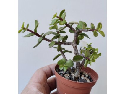 Portulacaria afra