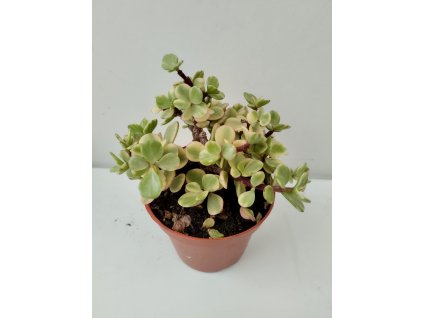 Portulacaria afra 'variegata' (velká)