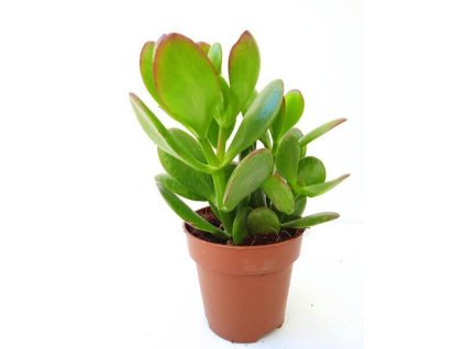 Crassula ovata