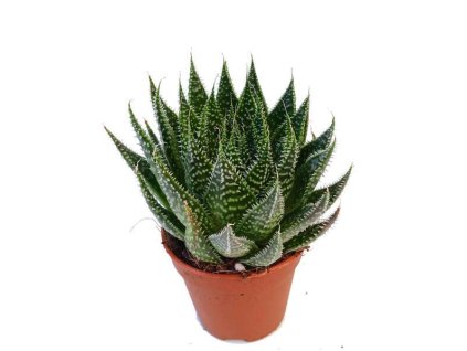 Aloe aristata