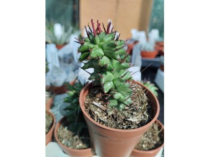 Euphorbia polygona 'monstrosa'