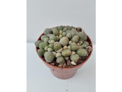 Pleiospilos nellii
