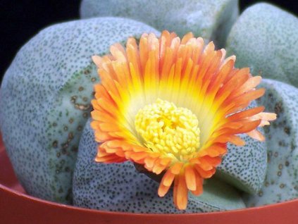 Pleiospilos nellii