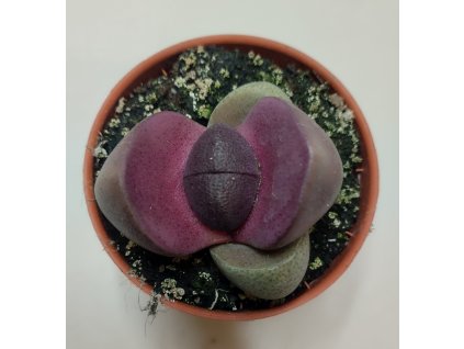 Pleiospilos nellii var. rubra