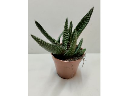 Gasterhaworthia cv. Royal Highness