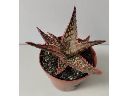 Aloe 'Vitro'