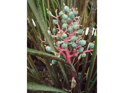 Araeococcus flagellifolius