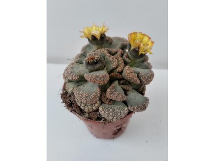 Titanopsis calcarea