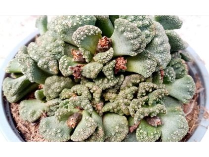 Titanopsis calcarea