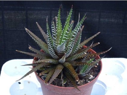 Haworthia fasciata