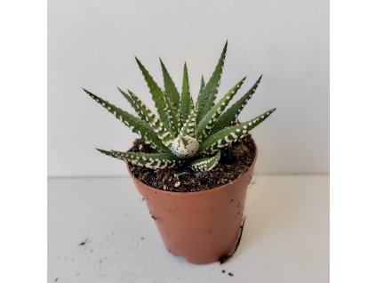 Haworthia fasciata 'Big Band'