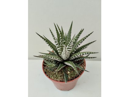 Haworthia fasciata 'Big Band'