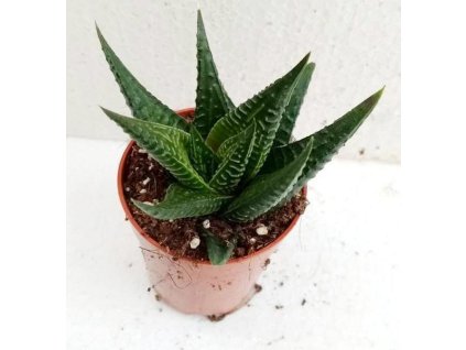 Haworthia limifolia