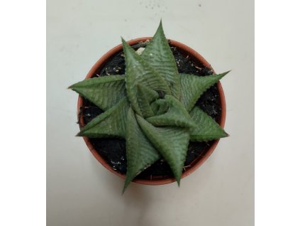 Haworthia limifolia 'Roux'