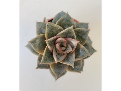 Echeveria purpurosum