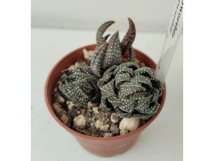 Haworthia reinwardtii