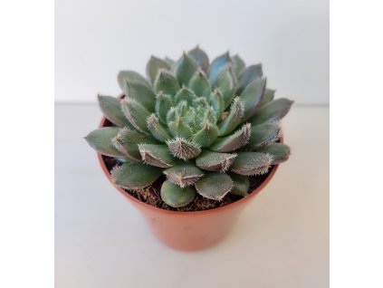 Echeveria 'Scorpio'