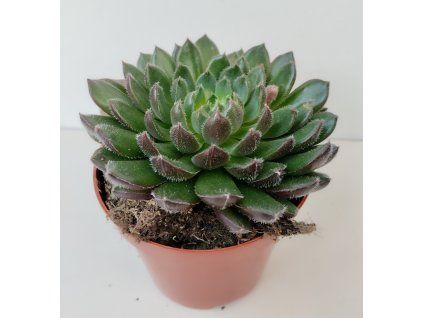 Echeveria 'Scorpio'