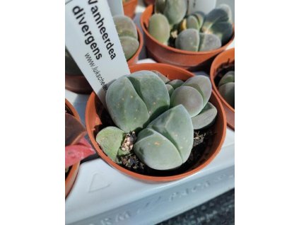 Vanheerdea divergens