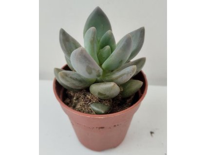 Pachyphytum bracteosum 'Fitkai'