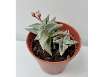Crassula cornuta