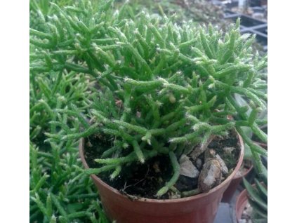Rhipsalis cereuscula