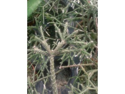Rhipsalis pilocarpa