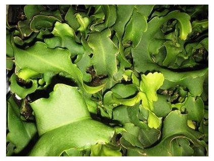 Epiphyllum guatemalensis 'monstrosa'