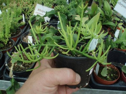 Rhipsalis heteroclada