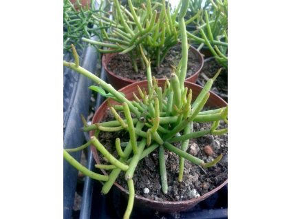 Rhipsalis teres