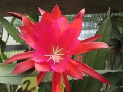 Epiphyllum 'Agnus Dyson'