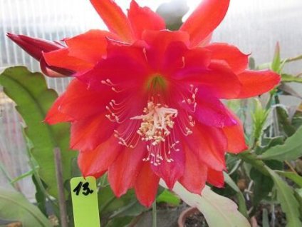 Epiphyllum 'Alexander'
