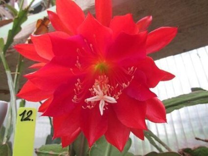 Epiphyllum 'Araby'