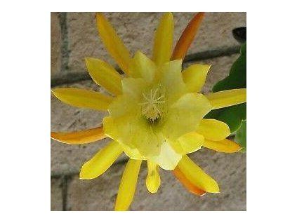 Epiphyllum 'Disofrun Gold'
