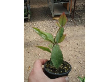 Rhipsalis elliptica