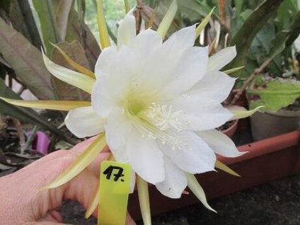 Epiphyllum 'Eastern Trance'